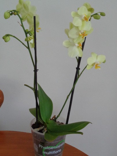 Orchid phalaenopsis