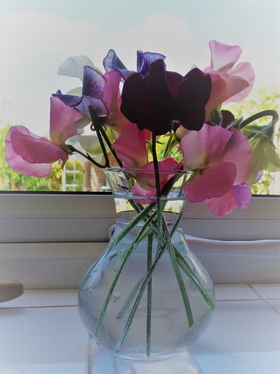 Sweet Peas