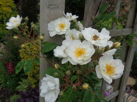 Rosa 'Rambling Rector'