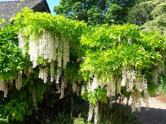 White Wisteria