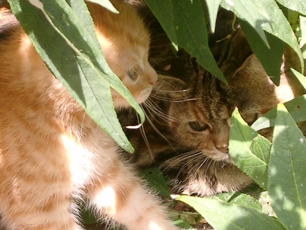 Best of Friends.