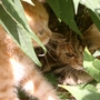 Summer_garden_2008__finn_and_popps_107
