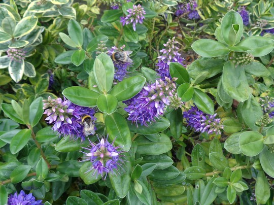 Hebe 'Golden Variegated'