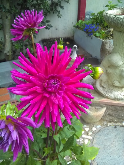 Dahlia "Purple gem"