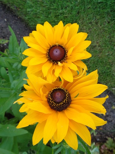 Annual Rudbeckias