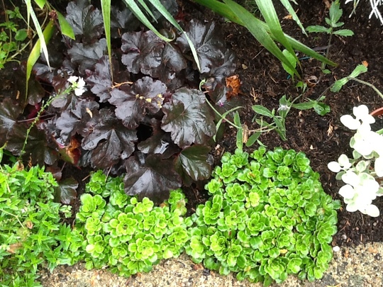 Saxifraga, Motheres' Pride.
