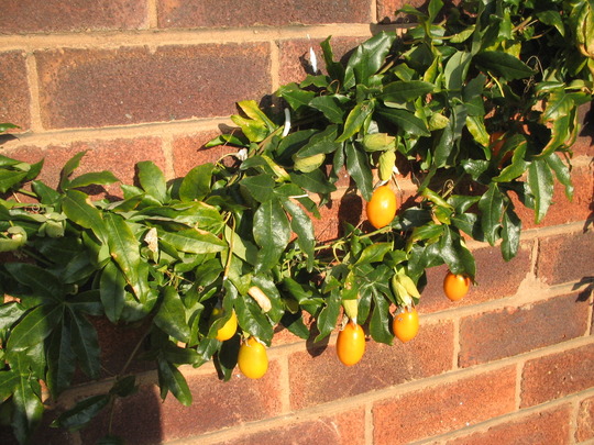 impressive fruit