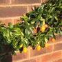 Flavel_rd_fruit