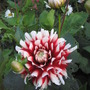 Favedahlias