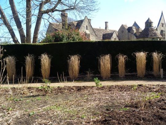 Miscanthus sinensis 'Morning Light'