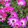 Mesembryanthemum crystallinum (Buzotu)