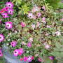 Mesembryanthemum crystallinum (Buzotu)