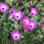 Mesembryanthemum crystallinum (Buzotu)