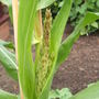 Sweetcorn - Incredible