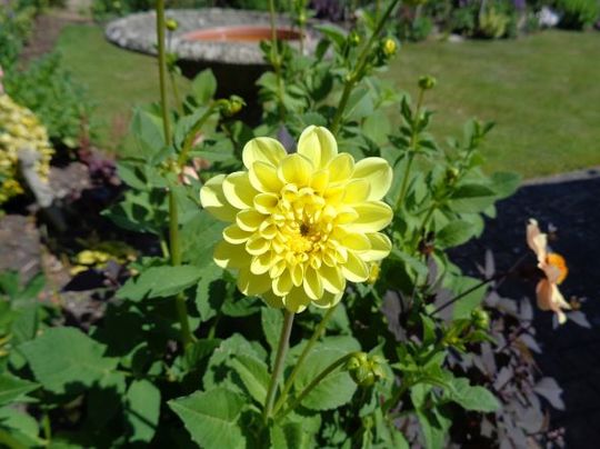 Yellow Dahlia