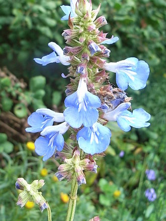 Salvia uliginosa - close-up (Salvia uliginosa)