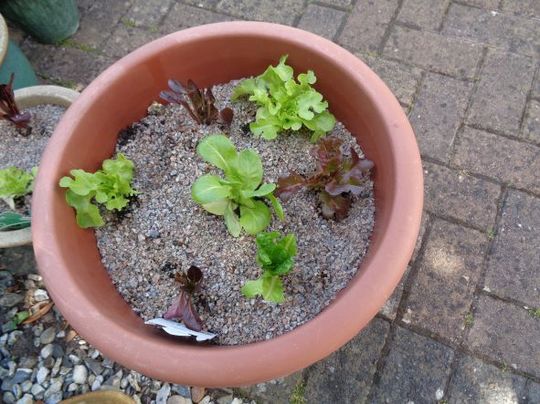 Baby mixed salad leaves.