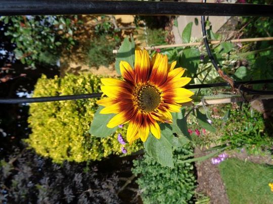 Sunflower ... grown from seed.