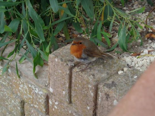 Robin