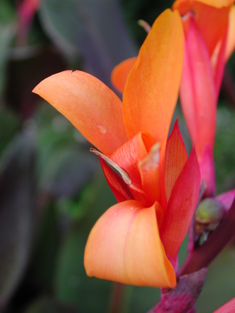 Canna flower close-up. (Canna indica (Indian shot plant))