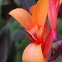 Canna_close-up