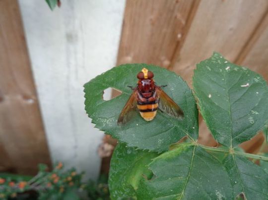 Hoverfly
