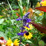 Can you find the Green Lynx spider ?