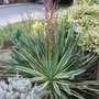 Yucca gloriosa 'Variegata' - 1 (Yucca gloriosa 'Variegata')