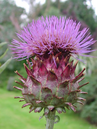 Cynara cardunculus (Cardoon) (Cynara cardunculus (Globe Artichoke))