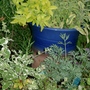 Summer herbs (Golden Margoram)