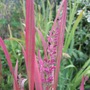Agastache rugosa and 'Red Baron' (Agastache rugosa (Huo Shiang))