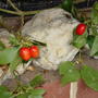 Cornusmas__fruit_808.jpg
