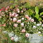 Mesembryanthemum crystallinum (Buzotu)