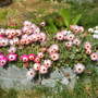 Mesembryanthemum crystallinum (Buzotu)