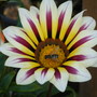 Flutterbug in Gazania (Gazania rigens (Gazania Daybreak Mix))