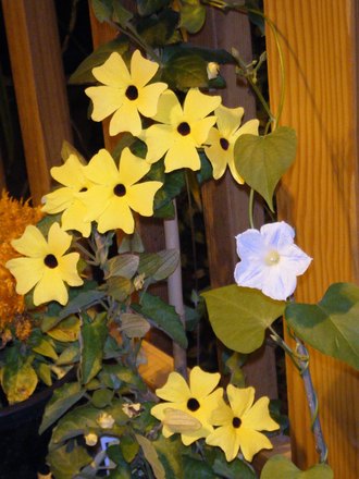 Thunbergia and Gloria Matutina (Thunbergia alata (Black-eyed Susan))