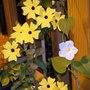 Thunbergia and Gloria Matutina (Thunbergia alata (Black-eyed Susan))