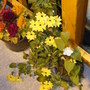 Celosia has joined them (Thunbergia alata (Black-eyed Susan))