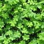 Clover