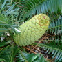 Dioon spinulosum