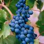 Shiraz grapes