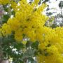 Wattle