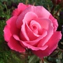 Rosa_prima_ballerina_-_second_set_of_flowers