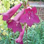 Penstemon 'Blackbird' (Penstemon)