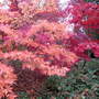 The_dingle_-_autumn_07_007
