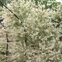 Salix Integra 'Hakuro Nishiki'