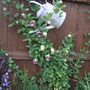 Cup & Saucer Vine