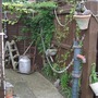 One of the  corners in my garden