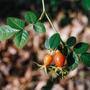 Rosehip