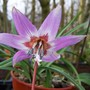 Erythronium